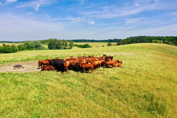 nachhaltiges-fleisch-rinder-in-klepelshagen