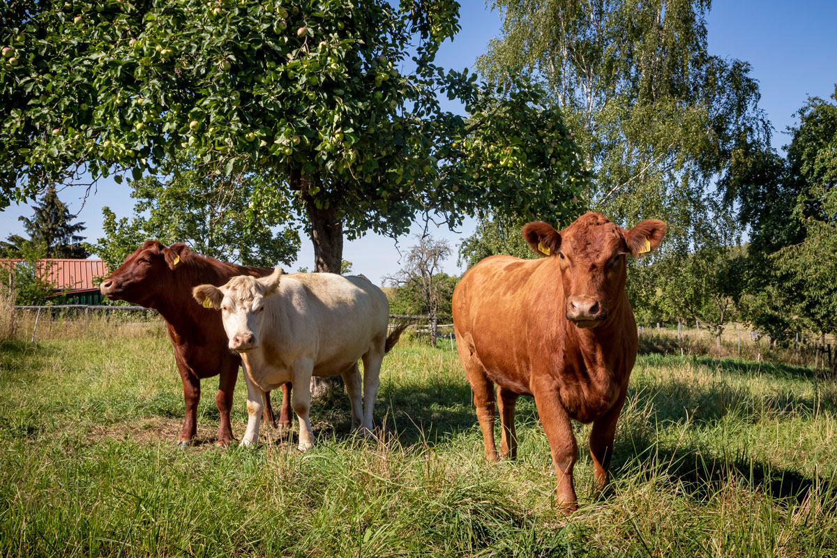 gourmet-manufaktur-gut-klepelshagen-rinder